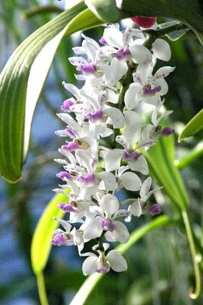 Rhynchostylis violacea